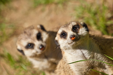 Erdmännchen (Suricata suricatta)