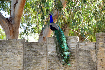 Obraz premium Peacock with tail. Peacock on the fence on a bright sunny day.