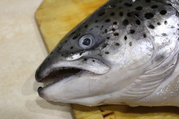 fish's head