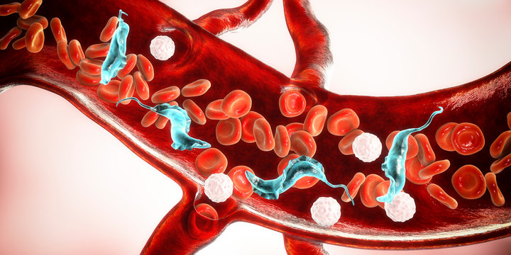 Trypanosoma cruzi parasites in blood, 3D illustration. A protozoan that causes Chagas' disease transmitted to humans by the bite of triatomine bug