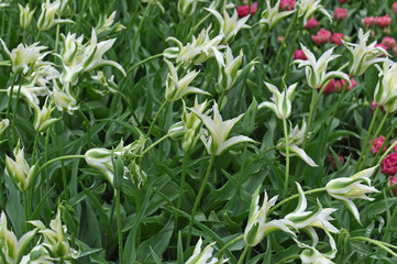 Colorful tulips in spring