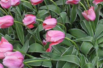 Colorful tulips in spring