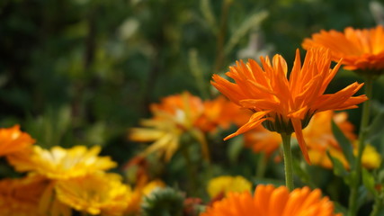 orange flowers in the garden