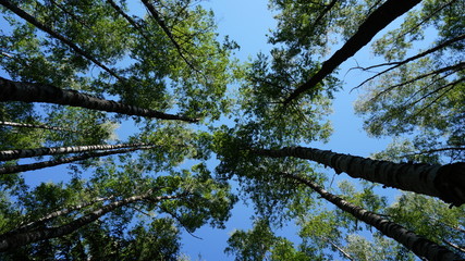 trees and sky