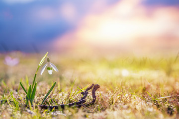 Einsame Schneeglöckchen auf der Wiese