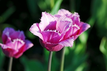 Velvet tulip
