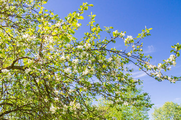 Flowering tree in the spring of white and pink flowers