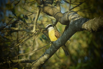 Pájaro