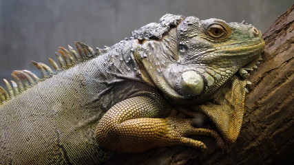 iguana on a branch