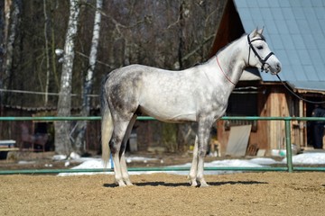 Fototapeta premium Handsome horse