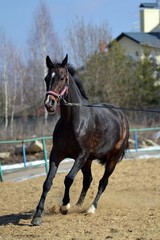 horse in the stable