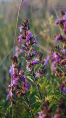 field of purple flowers