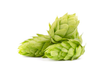 Fresh green hop branch, isolated on white background