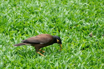 Common myna in the grass