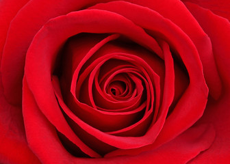 Red Rose