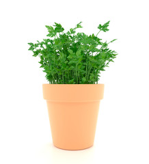 3d illustration parsley in a pot isolated on white background.