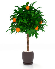3d rendering orange tree in pot isolated on white background.