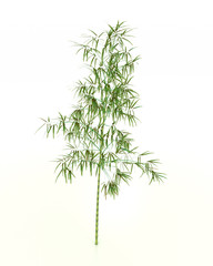3d rendering green bamboo isolated on white background.