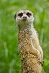 Erdmännchen (Suricata suricatta)