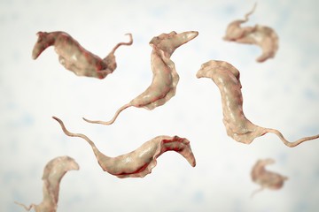 Trypanosoma cruzi parasites, 3D illustration. A protozoan that causes Chagas' disease transmitted to humans by the bite of triatomine bug