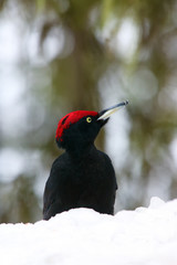 The black woodpecker (Dryocopus martius) portrait on the snow