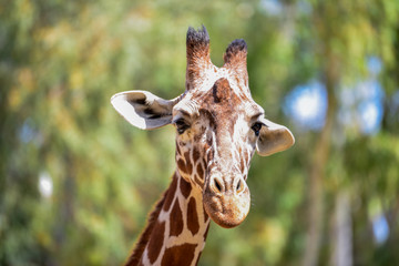 Portrait of giraffe. Giraffe on a summer day in the park.