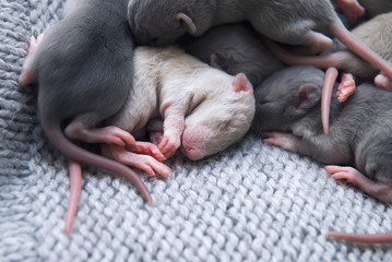 Pet. A small furry grey-blue rat is a sleep. Macro portrait.