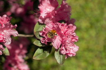 Bumblebee pollinating beautiful pink flowers
