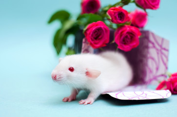 Pet. Little Rat and roses on a delicate  blue background.