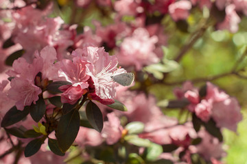 Butterfly sitting on beautiful pink flowers blooming in the garden in spring