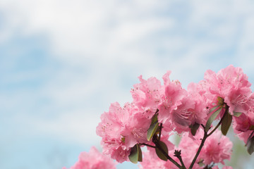 Beautiful pink blooming flowers on the blue sky background