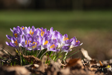 frisch blühende Krokusse am Rand einer Parkanlage in der Frühlingssonne