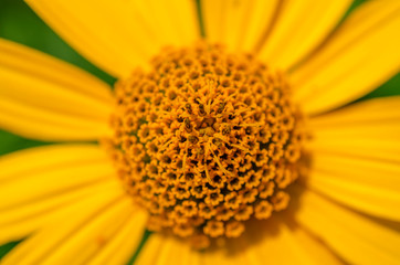 bright sunny blooming flower and its heart