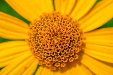 bright sunny blooming flower and its heart