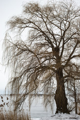 Tree by the river