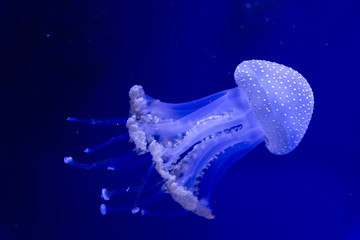 jellyfish