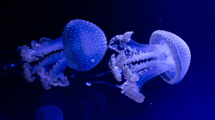 jellyfish
