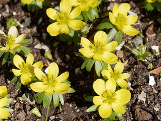 Eranthis hyemalis - Eranthe d'hiver ou hellébore d'hiver aux fleurs jaune or au sommet de collerettes vertes