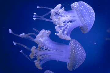 jellyfish