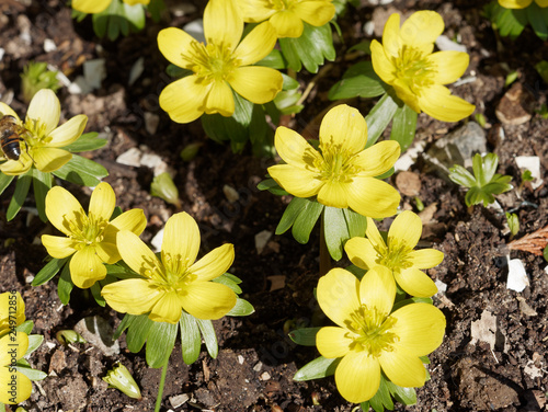 Eranthis Hyemalis Ensemble Déranthes Dhiver Ou