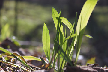 Obraz na płótnie Canvas Fresh green spring grass closeup on a sunny day on a background of nature.