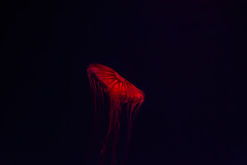 jellyfish