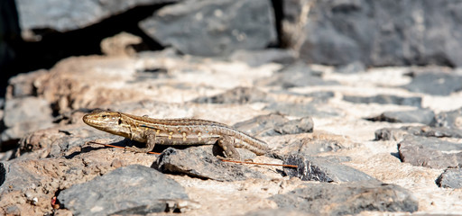 lizard on the rock