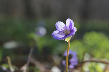 Beautiful spring blue flowers  in forest. Anemone hepatica (common hepatica, liverwort, kidneywort, pennywort) is a herbaceous perennial growing from a rhizome in the buttercup family .