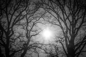 Tree black and white