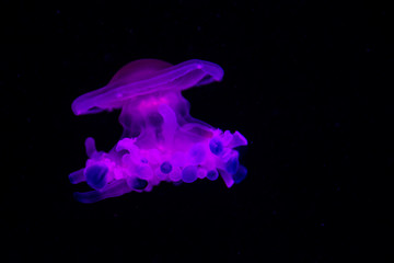 jellyfish