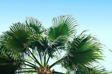 Fototapeta premium Palm against the blue sky. Tropical tree 