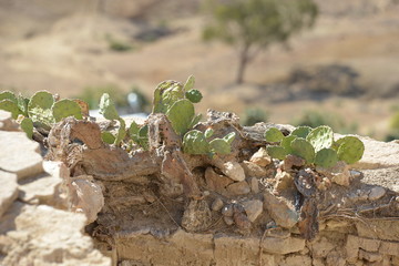 Afrika