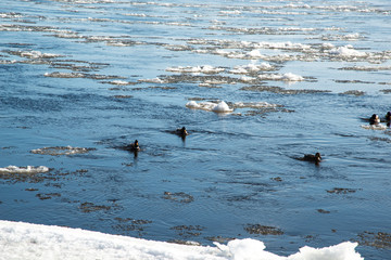 winter: ducks in  the river