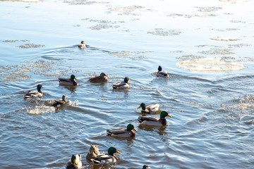winter: ducks in  the river